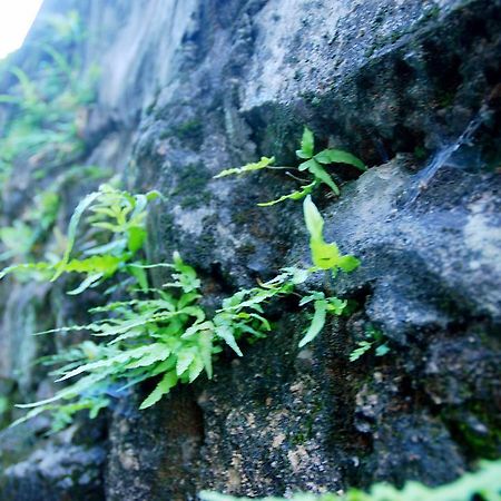 فندق هانجتشوفي  The Mountain المظهر الخارجي الصورة